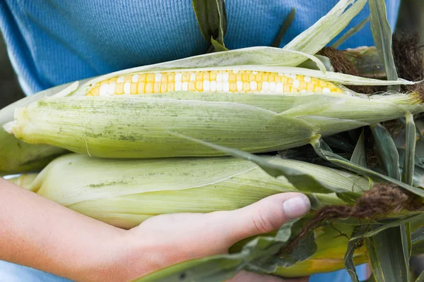 Sweet maize cob, agriculture popcorn. Bio organic food.