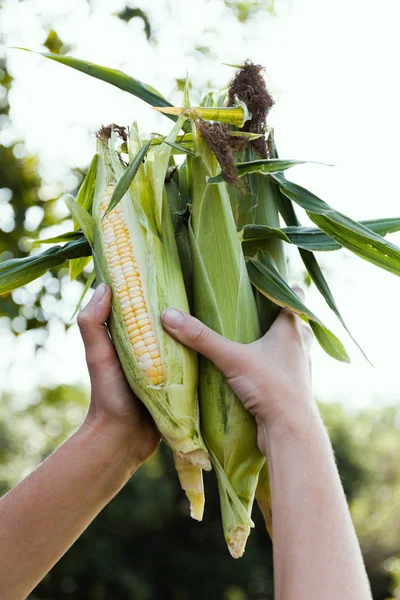Kukuřice krásy-kukuřičná, rostlinná, v zahradě. — Stock fotografie