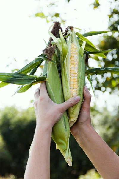 Sladká čerstvá kukuřice v ženských rukách. Chov kukuřice. — Stock fotografie