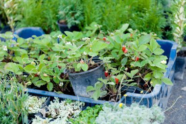 Kapta tarım böğürtlen bitkisi.