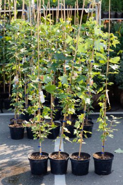 Saksıda bahçıvanlık bitkileri. Bahçe çocuk odası.