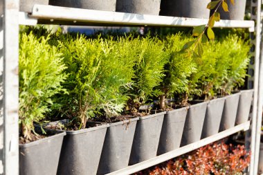 Botanik çocuk bahçesi, renkli dekorasyon bitkileri perakende.