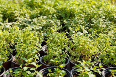 Bahçe bitkisi fidanlığı. Güzel botanik satışı..