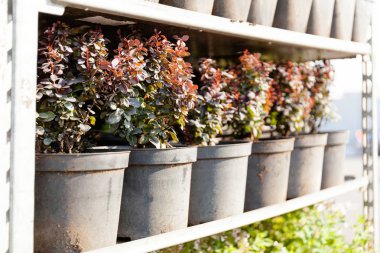 Çocuk odası dekoru, dekoratif tarım dükkanı..