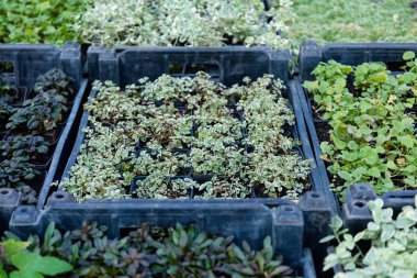 Tarım düzenlemeleri, tarım işletmeleri, ekili bitkiler.