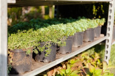 Dekoratif bahçe bitkileri, saksıda yeşil doğa çiçekleri..