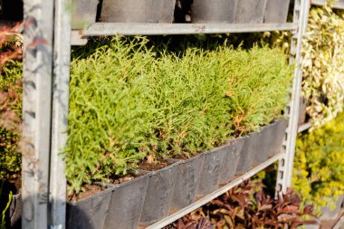 Saksıda bahçıvanlık, bahçede fidanlık..