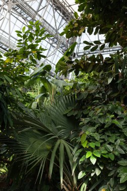 Tropik bir serada Evergreen tropikal bitkiler.