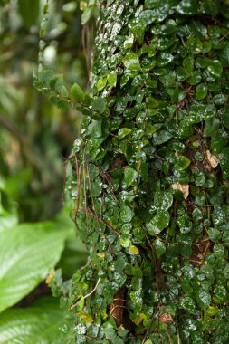 Yeşil yapraklı yabani tırmanış bitkisi.