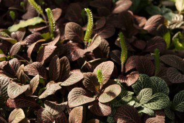 Kırmızı tropikal yaprakların deseni.