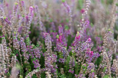 Vahşi bir tarlada çiçek açan güzel bir funda.