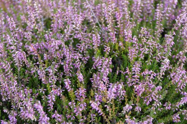 Botanik bahçesinde çiçek açan yabani kenevir..