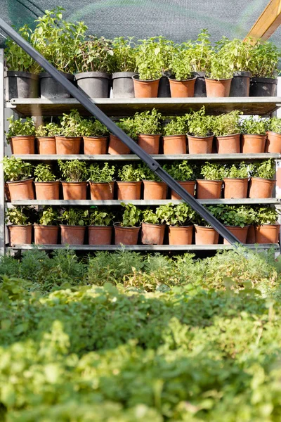 Des plantes de jardin dans le centre de croissance de fleur. Accueil amélioration de passe-temps . — Photo