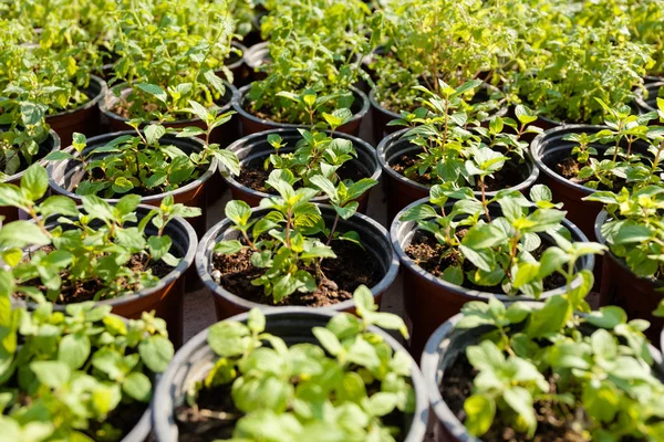 Gärtnerei Gartenpflanze im Topf zum Verkauf. Marktzentrum. — Stockfoto