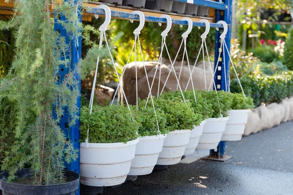 Pépinière de jardin vente au détail, plantes agricoles en pots . — Photo