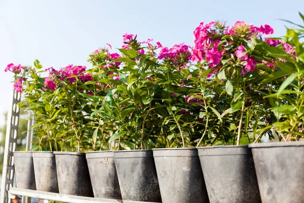Jardin marché fleurs en pots, acheter décoration de la nature . — Photo