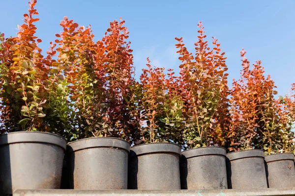 Horticultura em vasos, horta loja de plantas . — Fotografia de Stock