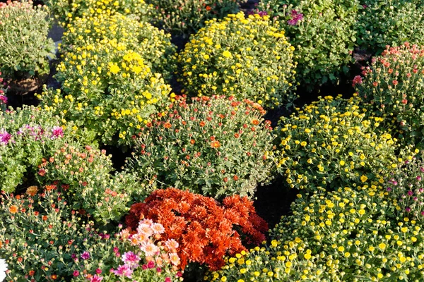 Zahradnictví zahradnictví obchod, krása botanické školky. — Stock fotografie