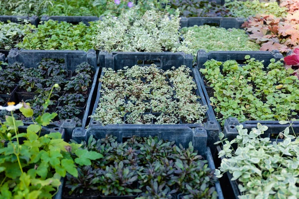 Berçário plantas de decoração, loja de agricultura decorativa . — Fotografia de Stock