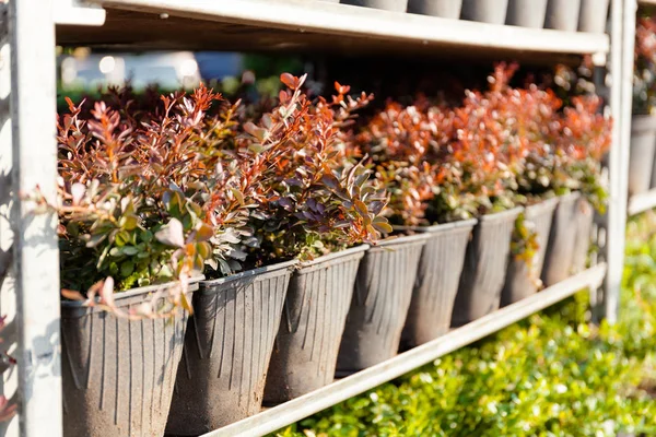 Maison et jardin plantes vente, pépinière . — Photo