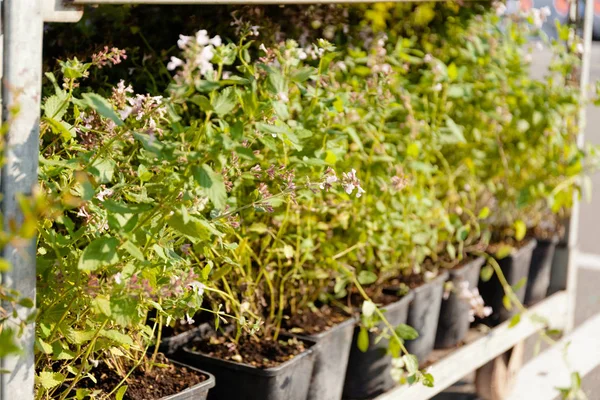 Verdure horticole, plantes ornementales botaniques. Marke de jardin — Photo