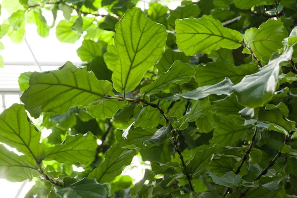 Plantes forestières tropicales poussant dans la nature . — Photo