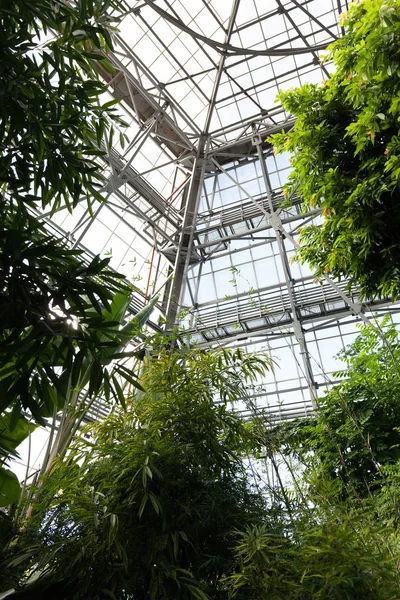 View of a tropical greenhouse with evergreens on the background — ストック写真