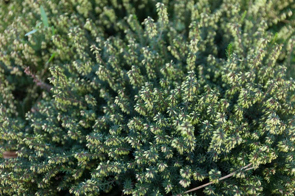 Een prachtige paarse plant kweken in de tuin. — Stockfoto