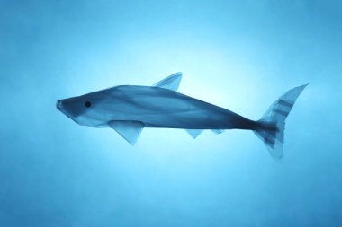 Dünya okyanuslarının plastik çöplerle kirlenmesi. Atık dışında mavi balık. Geri dönüşüm ve polietilen kullanımı yasağı.