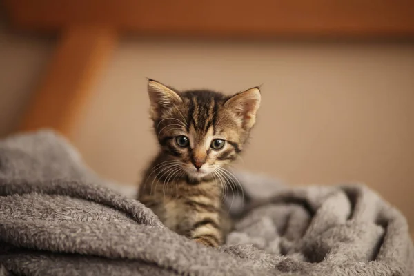 可爱的小猫躺在床上 照顾宠物 动物收容所的宠物 — 图库照片