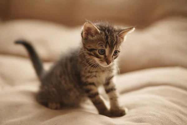 Lindo Gatito Cama Cuidado Mascotas Mascotas Del Refugio Para Animales — Foto de Stock