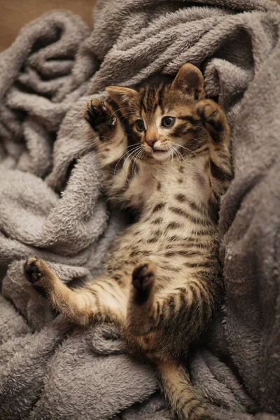 Lindo Gatito Cama Cuidado Mascotas Mascotas Del Refugio Para Animales — Foto de Stock