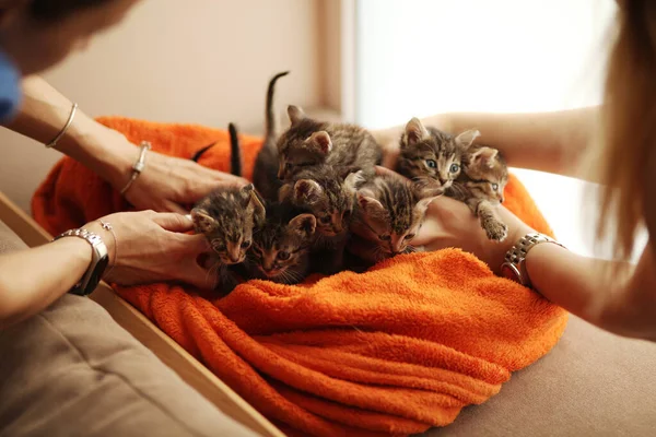 毛毯上有一群可爱的小猫 动物收容所的护理 — 图库照片