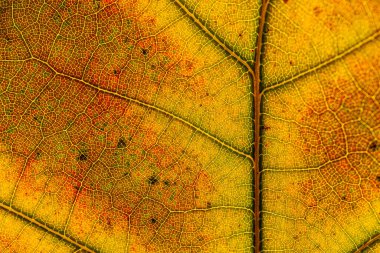 Kırmızı ve sarı yapraklar makro, damarlar şeffaf izinde. Altın sonbahar.