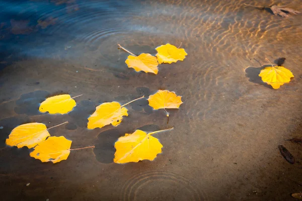 Жовте Опале Листя Плаває Воді — стокове фото