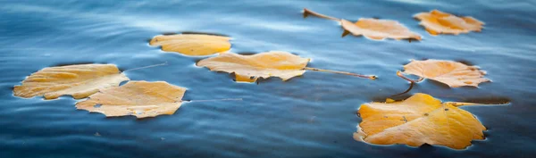 黄色落叶漂浮在水中 — 图库照片