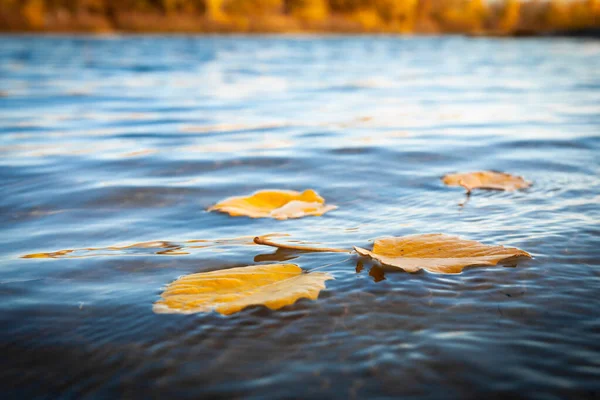 Folhas Amarelas Caídas Flutuando Água — Fotografia de Stock