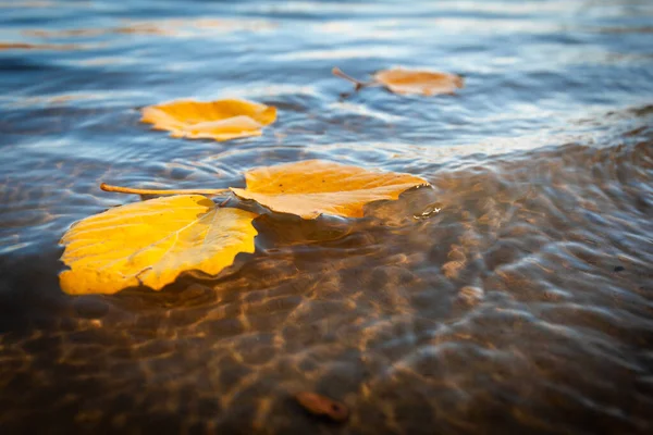 Жовте Опале Листя Плаває Воді — стокове фото