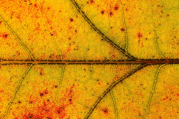 Macro Folhas Vermelho Amarelo Veias Licença Transparente Outono Dourado — Fotografia de Stock