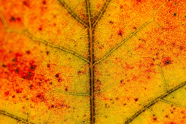 Красные Желтые Листья Макро Вены Прозрачном Листке Золотая Осень — стоковое фото