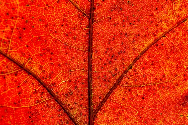 Macro Folhas Vermelho Amarelo Veias Licença Transparente Outono Dourado — Fotografia de Stock