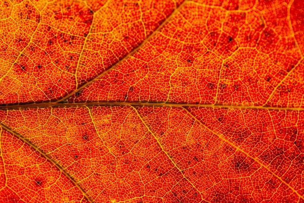 Macro Folhas Vermelho Amarelo Veias Licença Transparente Outono Dourado — Fotografia de Stock