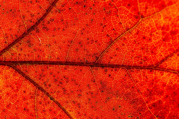 Macro Folhas Vermelho Amarelo Veias Licença Transparente Outono Dourado — Fotografia de Stock