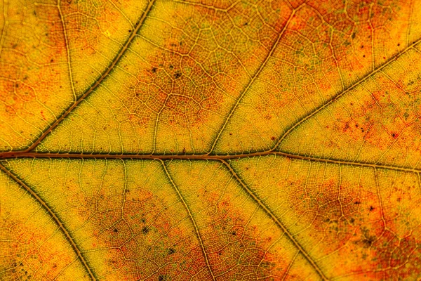 Macro Folhas Vermelho Amarelo Veias Licença Transparente Outono Dourado — Fotografia de Stock