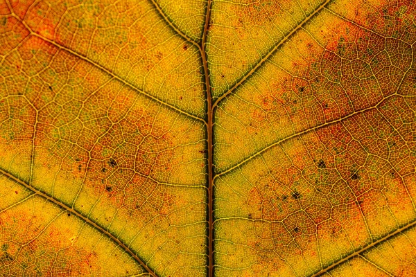 Macro Folhas Vermelho Amarelo Veias Licença Transparente Outono Dourado — Fotografia de Stock