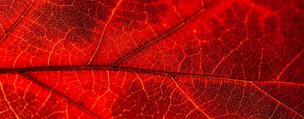 Macro Folhas Vermelho Amarelo Veias Licença Transparente Outono Dourado — Fotografia de Stock