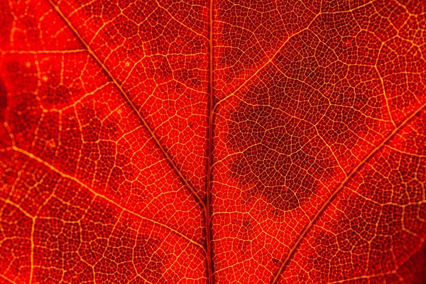 Macro Folhas Vermelho Amarelo Veias Licença Transparente Outono Dourado — Fotografia de Stock