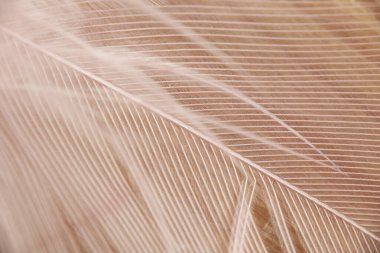 Vahşi egzotik bir kuşun dokusu ve yapısı. Lüks ve doğal dekor (arkaplan).