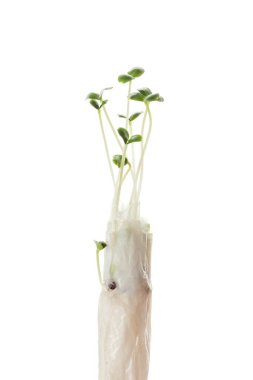 Beyaz arka planda izole edilmiş bir elde filizlenmiş tohumlar. Taze ev yapımı mikro yeşiller. Vitamin çiğ yiyecekler.