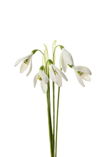 Tavaszi Érzékeny Hóvirág Elszigetelt Fehér Háttérrel Kényes Művészet Születésnapi Vagy — Stock Fotó
